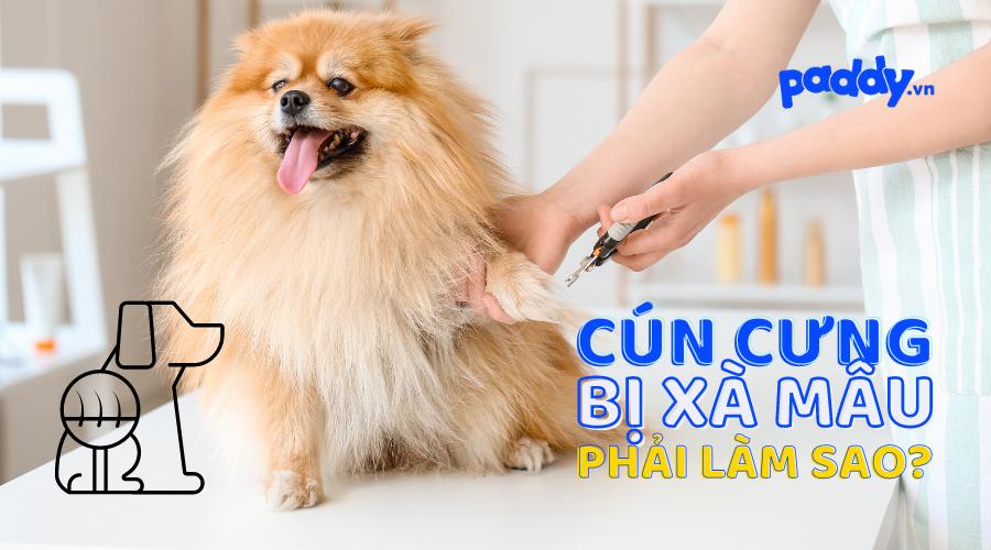 Cách Trị Chó Bị Xà Mâu Hay, Hiệu Quả