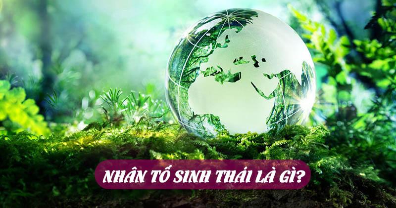 Nhân tố sinh thái là gì? Có các loại nhân tố sinh thái nào?