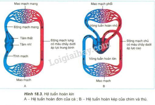 Hãy chỉ ra đường đi của máu trong hệ tuần hoàn đơn của cá (xuất phát từ tim) và giải thích vì sao hệ tuần hoàn của cá gọi là hệ tuần hoàn đơn (hình 18.3A).