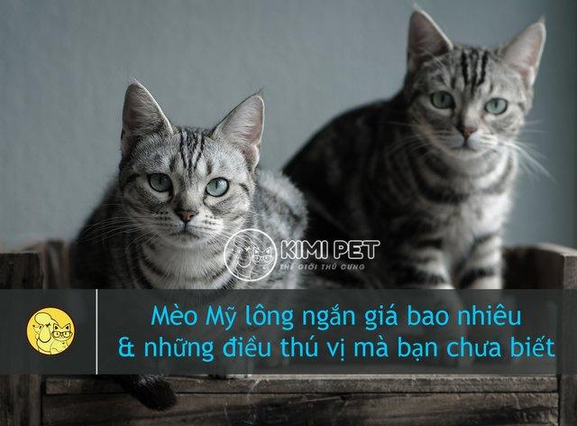 Tiết lộ giá mèo Mỹ lông ngắn & #4 Yếu tố ảnh hướng tới giá thành