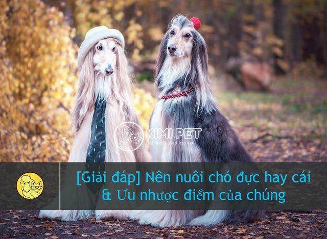 [Giải đáp] Nên nuôi chó đực hay cái & Ưu nhược điểm của chúng