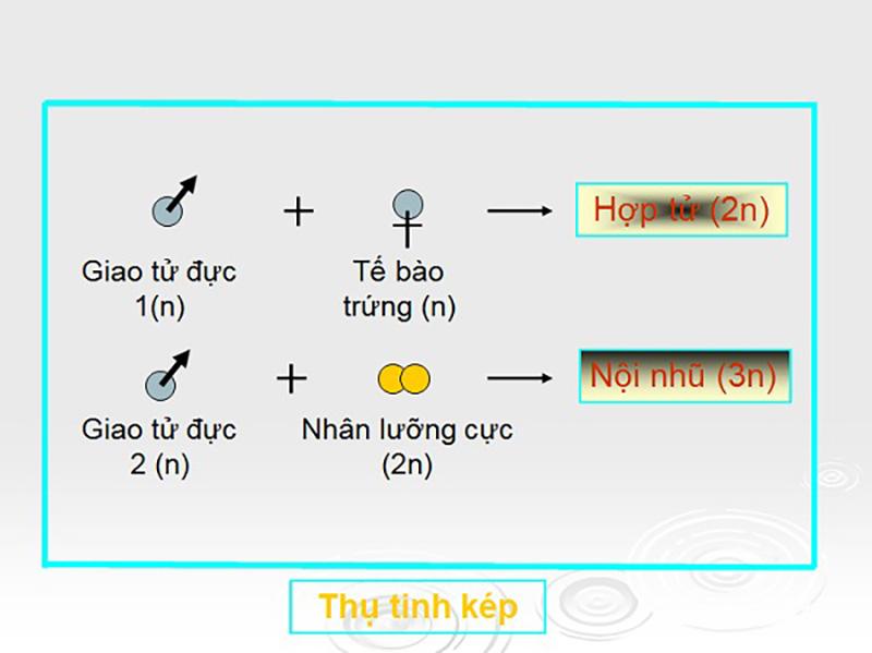 Thụ tinh kép là gì? Quá trình, ý nghĩa của thụ tinh kép ở thực vật