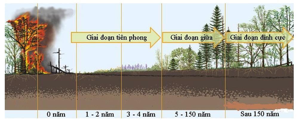 Diễn Thế Sinh Thái Là Gì? Nguyên Nhân, Kết Quả Và Bài Tập Trắc Nghiệm