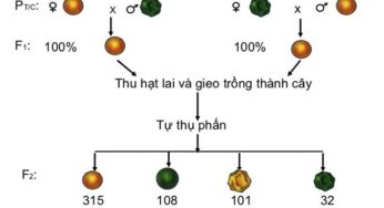 Quy Luật Phân Li Độc Lập Của Menden: Lý Thuyết Và Bài Tập Vận Dụng