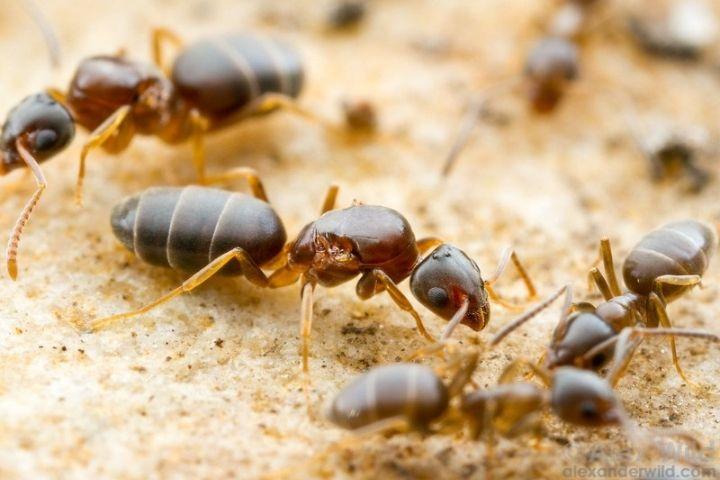 Bị kiến lửa cắn nên làm gì để HẾT SƯNG hết ngứa và không để lại sẹo