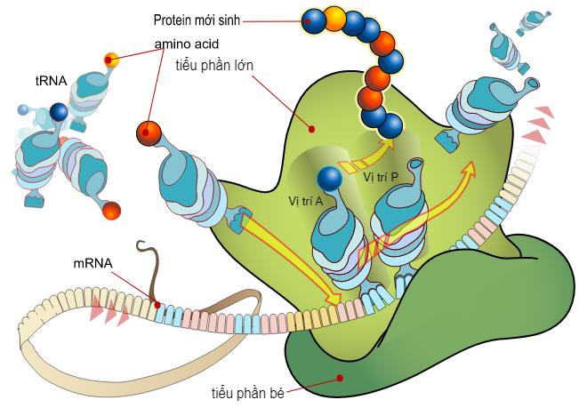 Sinh Học 12: Lý Thuyết Dịch Mã, Thành Phần Tham Gia Và Diễn Biến