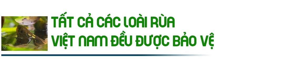 Chung tay bảo tồn 26 loài rùa cạn, rùa nước ngọt của Việt Nam