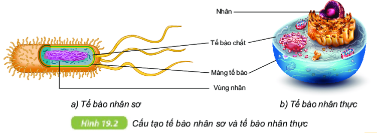 Cấu tạo và chức năng các thành phần của tế bào KHTN 6 Kết nối tri thức với cuộc sống