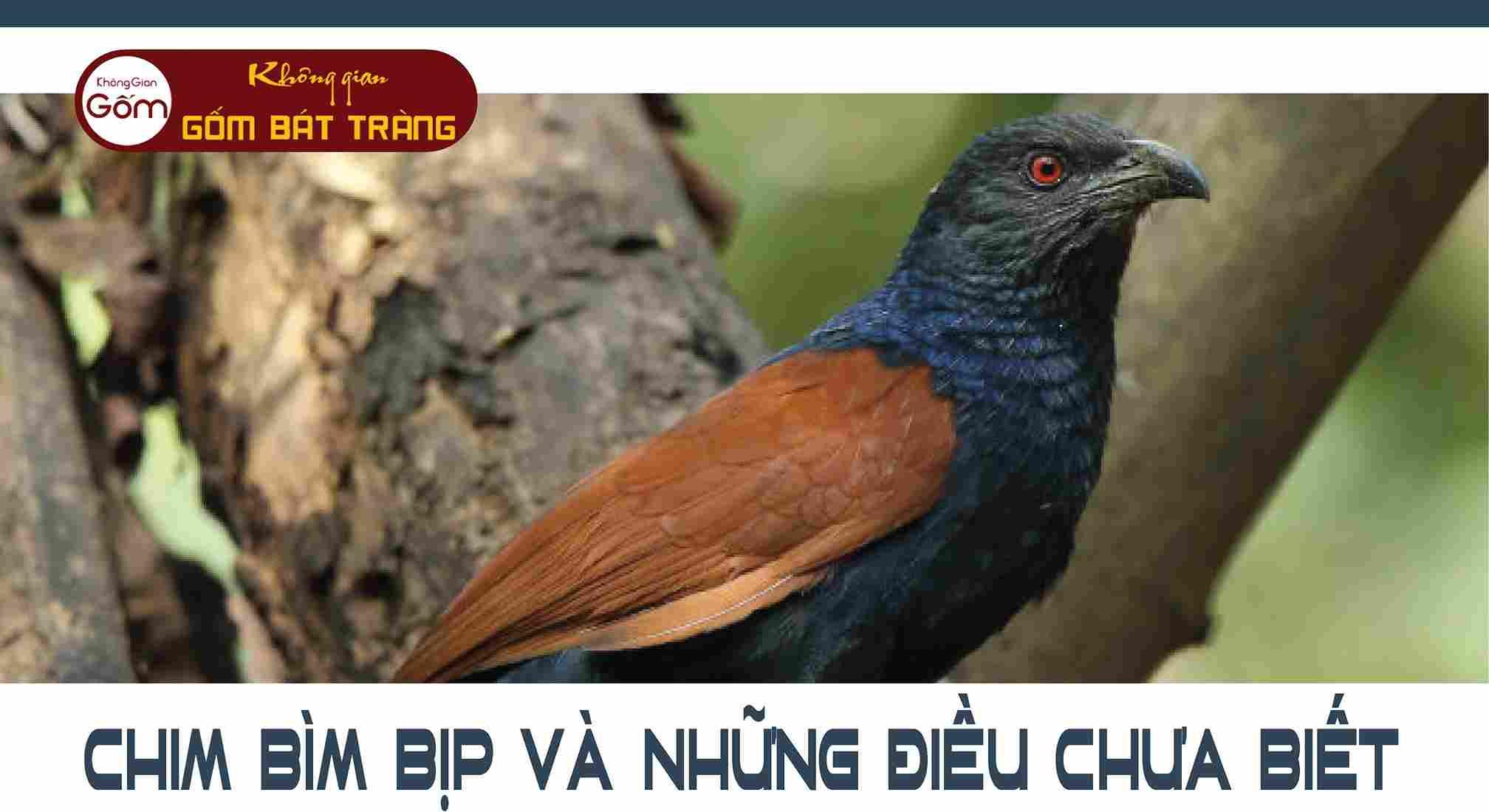 Cách Ngâm Rượu Bìm Bịp – Tốt Cho Sức Khỏe