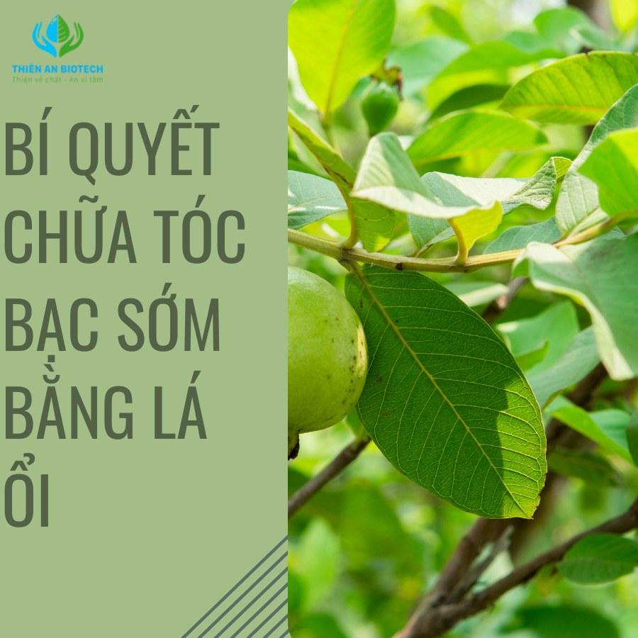 Bật mí cách trị tóc bạc bằng lá ổi đơn giản tại nhà