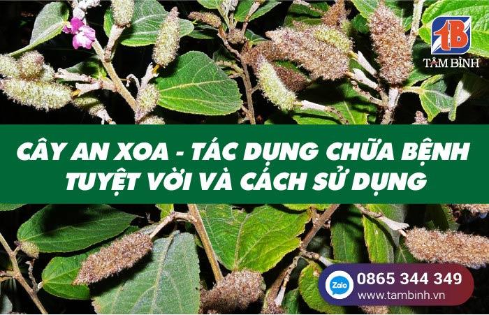 Cây an xoa – Tác dụng chữa bệnh tuyệt vời và cách sử dụng