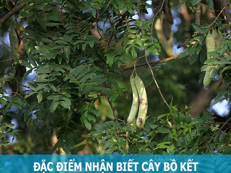 Cây bồ kết trồng bao lâu có trái (Quả)