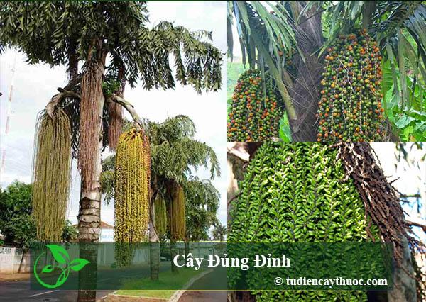 Cây Đủng Đỉnh: Tác Dụng và Cận Thẩn Với Độc Dược