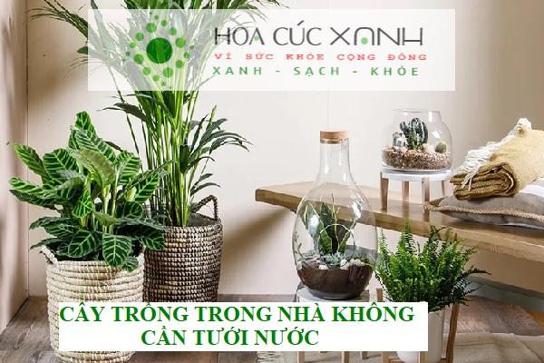 Cây trồng trong nhà không cần tưới nước phổ biến nhất