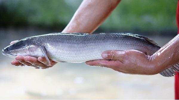 10 Cách nấu cháo cá lóc cho bé ăn dặm từ 7 tháng đến trên 1 tuổi bổ dưỡng