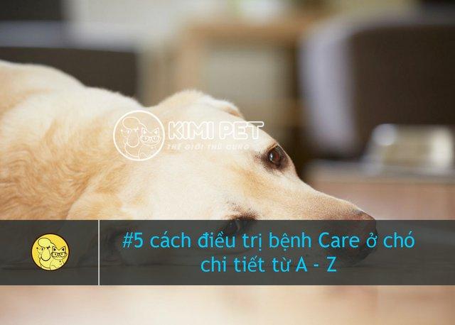 [Mới nhất] #5 cách chữa bệnh Care cho chó chi tiết từ A – Z