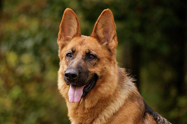 Giống chó Becgie (German shepherd): Mua bán giá bao nhiêu?