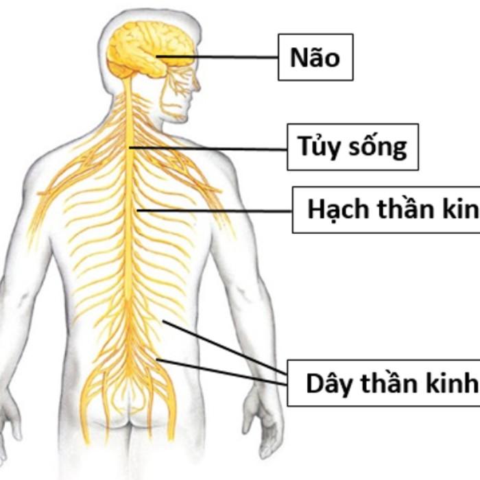 Cấu Tạo & Chức Năng Của Dây Thần Kinh Tuỷ:Tóm Tắt Kiến Thức