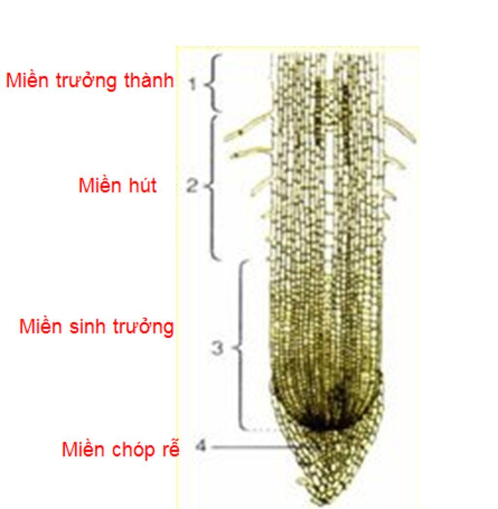 Lý Thuyết Sự Hấp Thụ Nước Và Muối Khoáng Ở Rễ Cây & Câu Hỏi Trắc Nghiệm