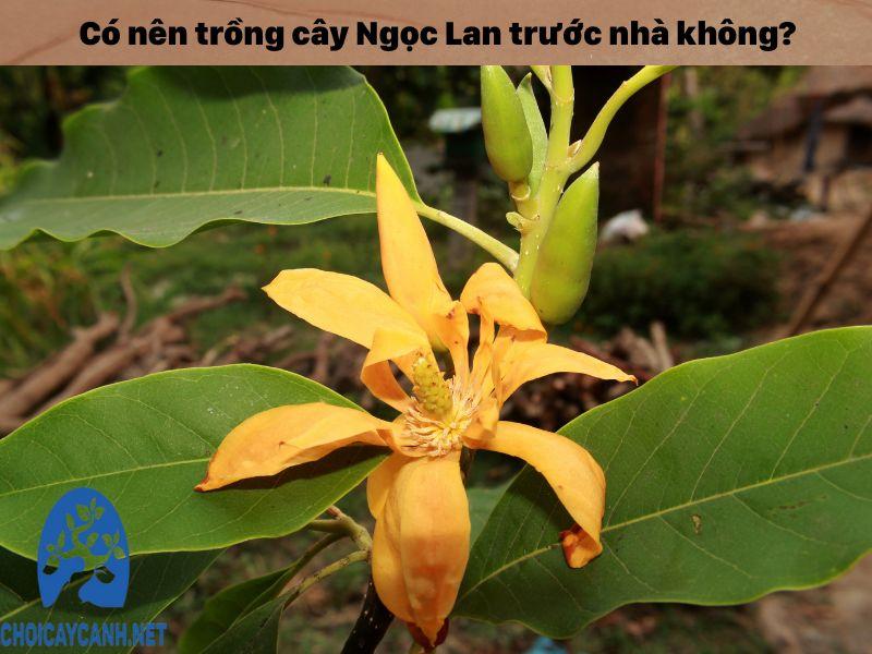 Có nên trồng cây Ngọc Lan trước nhà không? Vị trí đặt cây