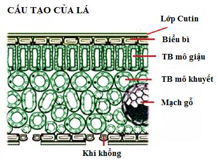 Thoát Hơi Nước Là Gì? Cơ Chế Và Vai Trò Của Quá Trình Thoát Hơi Nước