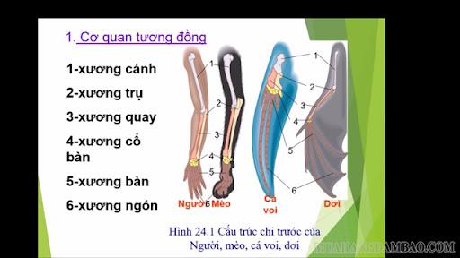 Cơ quan tương đồng và cơ quan tương tự khác nhau thế nào?