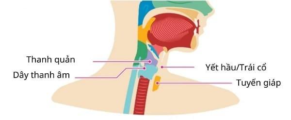 Bật mí bí mật tại sao không được đụng yết hầu của con trai?