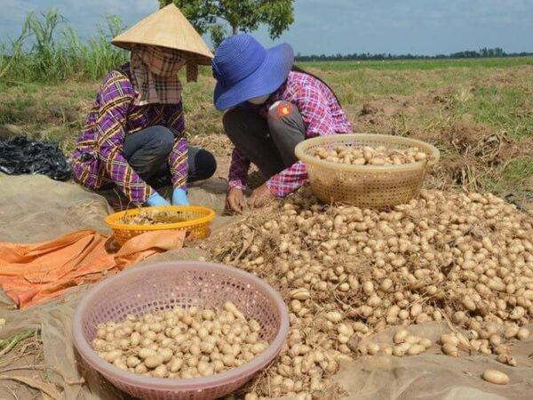 Củ lùn: Món ăn bổ dưỡng dân dã quê nhà