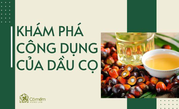 Những công dụng tuyệt vời của dầu cọ có thể bạn chưa biết