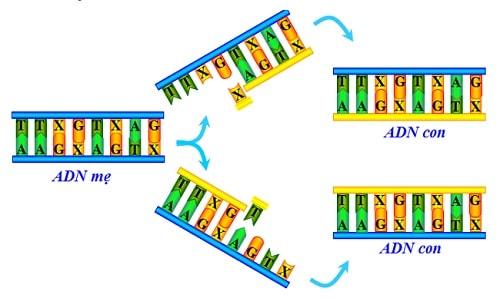 Quá trình nhân đôi ADN diễn ra như thế nào?