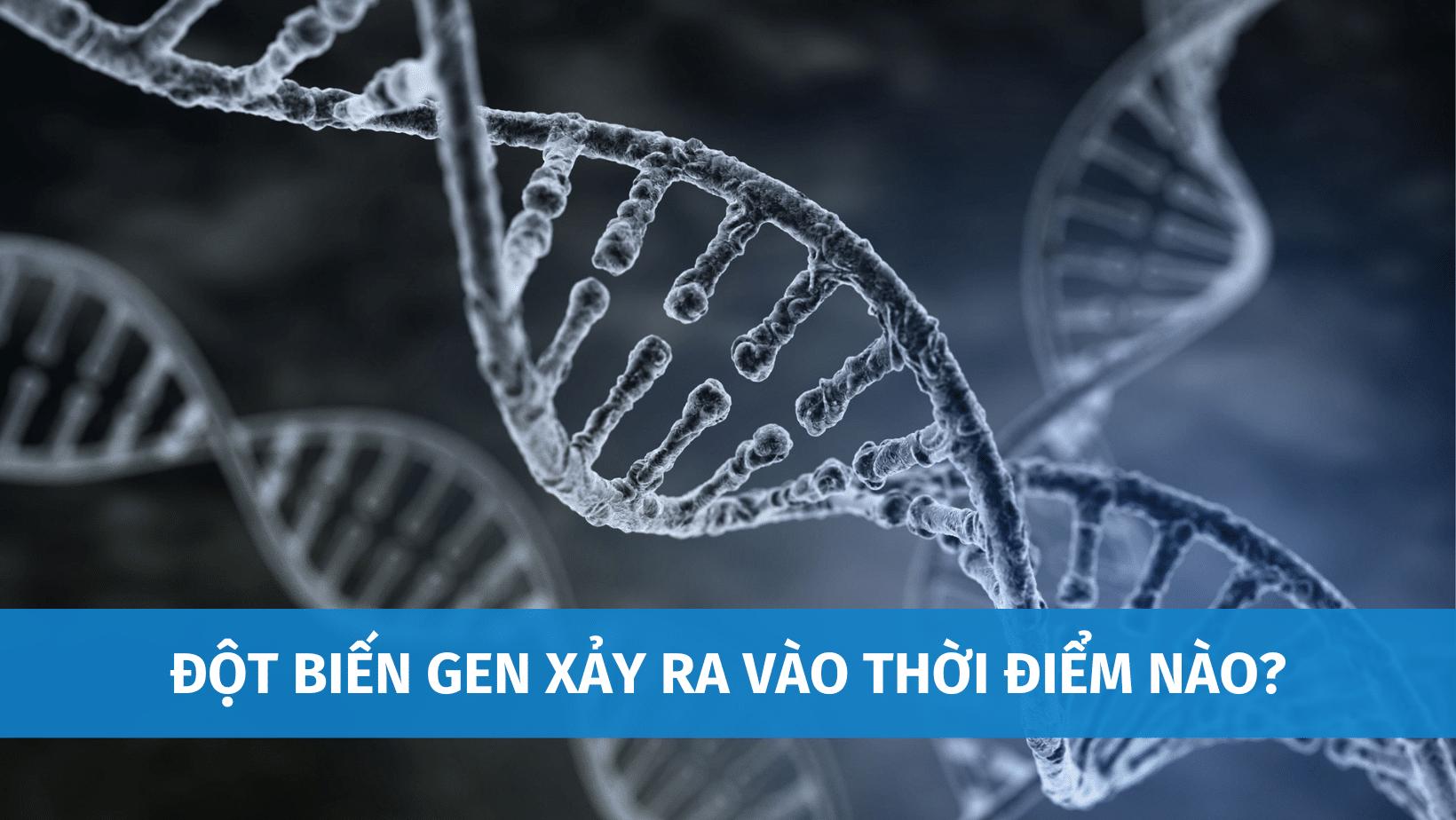 Đột Biến Gen Xảy Ra Vào Thời Điểm Nào? Các Dạng Đột Biến Gen Thường Gặp