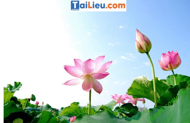 Top 8 bài văn hay Giải thích câu tục ngữ Uống nước nhớ nguồn lớp 7