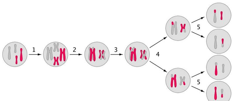 [ĐÁP ÁN]: Hiện tượng di truyền liên kết xảy ra khi?