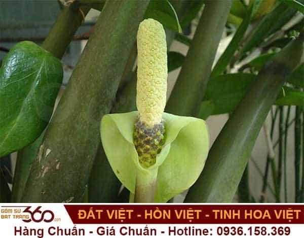 Cây Kim Tiền Có Hoa Không? Hoa Kim Tiền Nở Có Ý Nghĩa Gì?