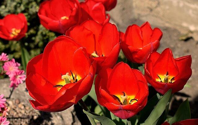 Hoa Tulip Đỏ | Loài hoa của tình yêu và đam mê