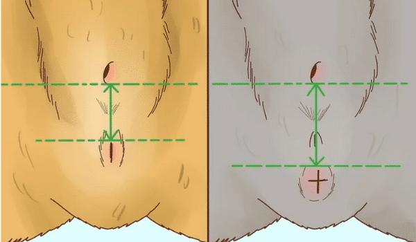 CÁCH NHẬN BIẾT MÈO ĐỰC HAY CÁI? - Mèo nhập khẩu