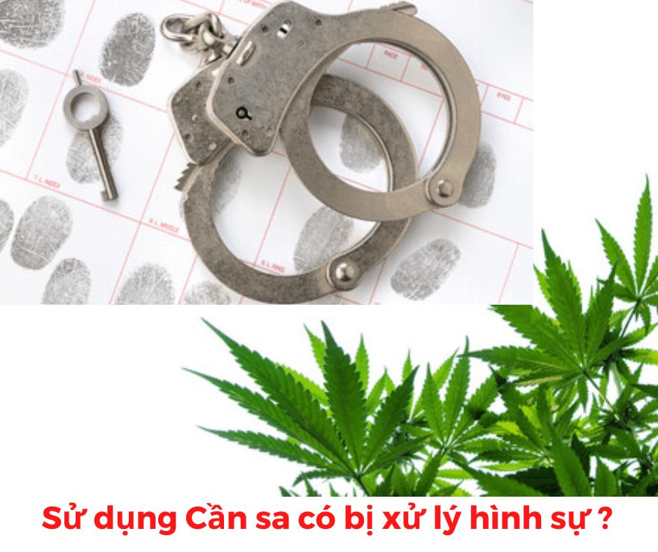 Sử dụng cần sa có bị truy cứu trách nhiệm hình sự hay không?