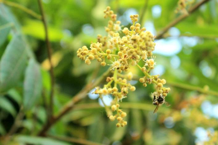 Mật Ong Nhãn | Giá, Đặc Điểm Và Cách Phân Biệt Mật Ong