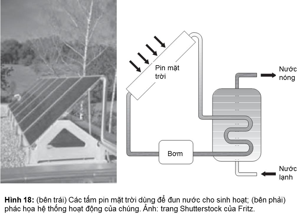 Đọt Chuối Non