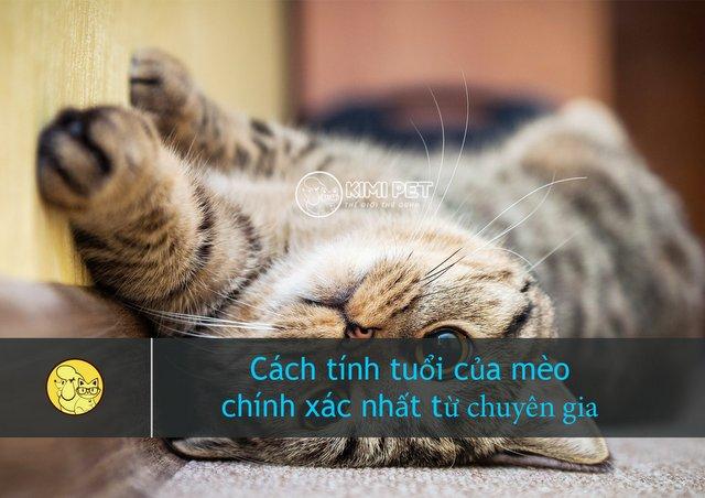 [Hướng dẫn] Cách tính tuổi của mèo và cách xác định tuổi mèo