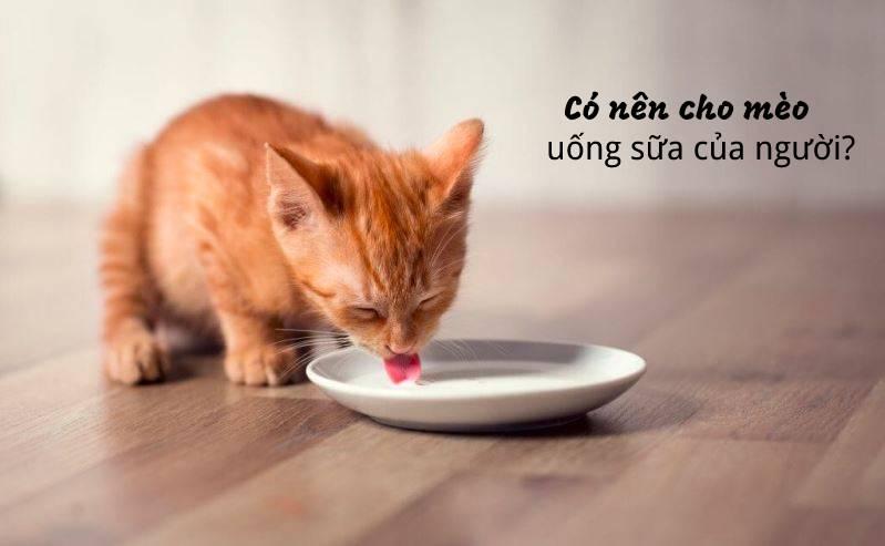 Cho mèo uống sữa người được không? Nên cho mèo uống sữa gì