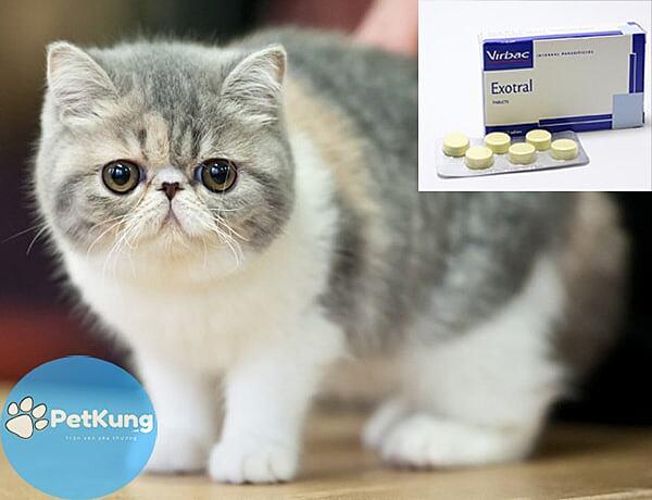 【tổng hợp】 - 5 loại thuốc tẩy giun cho mèo hiệu quả nhất