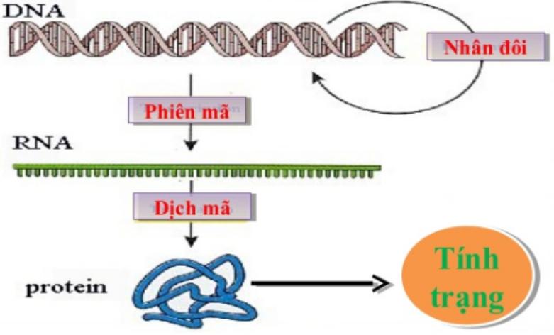 Sinh Học 12 Bài 13: Ảnh Hưởng Của Môi Trường Lên Sự Biểu Hiện Của Gen