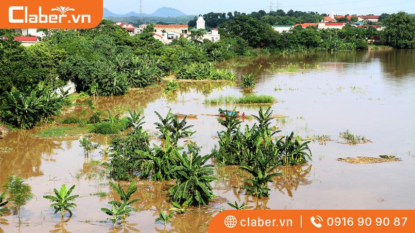 Cây trên cạn bị ngập úng lâu sẽ chết vì lý do nào?