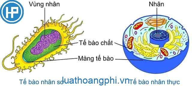 So sánh tế bào nhân sơ và tế bào nhân thực?