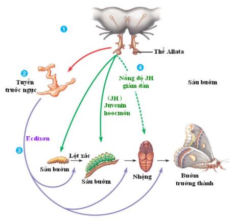 Nhân tố bên trong quan trọng điều khiển sinh trưởng và phát triển của động vật là: