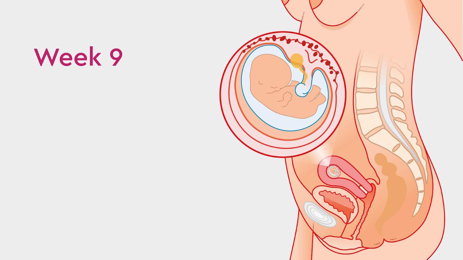 Thai 9 tuần nhịp tim 174 là trai hay gái? Đo nhịp tim xác định giới tính thai nhi?