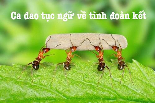 Tổng hợp những câu ca dao tục ngữ nói về tình đoàn kết