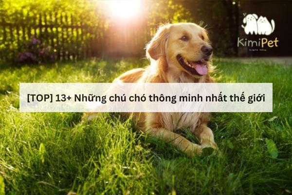 [TỔNG HỢP] 13+ Những chú chó thông minh nhất thế giới