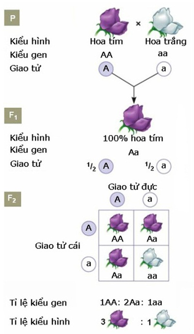 Quy luật Menđen: Quy luật phân li  Sách giáo khoa Sinh học 12